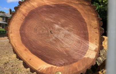 [Báo giá] Gỗ óc chó Bắc Mỹ bao tiền 1m3 [Mới Nhất 2024]